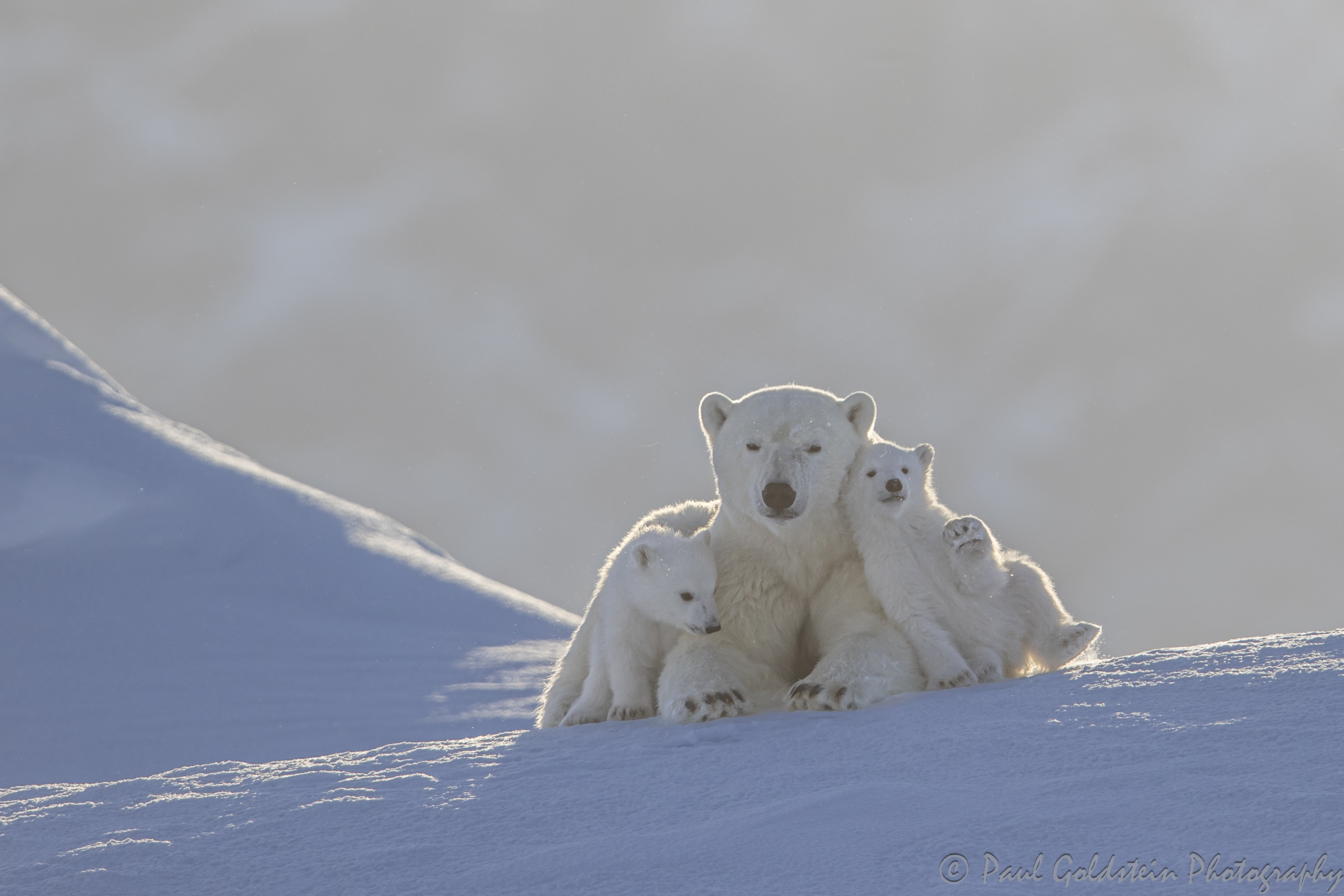 Spring Polar Bears & Icebergs